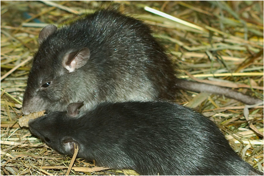 Polynesian rat, Pacific rat, Asian rat, Norwegian rat, Black rat, tree rat, roof rat, Rattus exulans, Rattus norvegicus, Rattus rattus, Hawaii, invasive species, rat tails