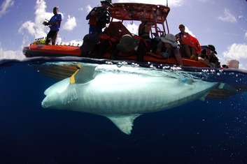 Tiger shark, Hawaii, mano nihui, shark attacks, Galeocerdo cuvier, ocean predators, fish, research