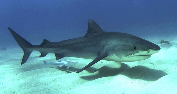 Tiger shark, Hawaii, mano nihui, shark attacks, Galeocerdo cuvier, ocean predators, fish