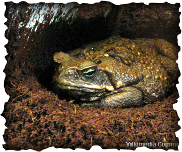 cane toad, hawaii, bufo marinus, big toad, amphibian, poisonous frog