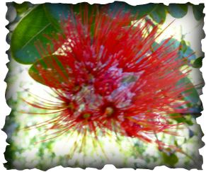 ohia lehua, blossom, Hawaii, Metrosideros polymorpha, endemic, plant, liko, habitat, native birds  
