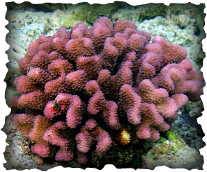 cauliflower coral