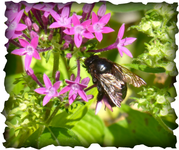 Xylocopa sonorina, carpenter bee, Hawaii, nature backyard, sonoran carpenter bee, giant bee, Hawaii, big bee, black bumblebee, insects