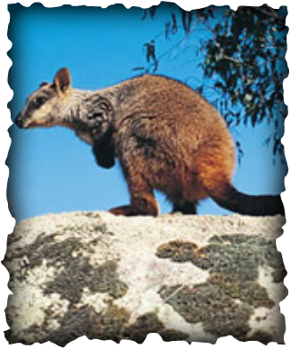 brush tailed rock wallaby hawaii nature mammals 