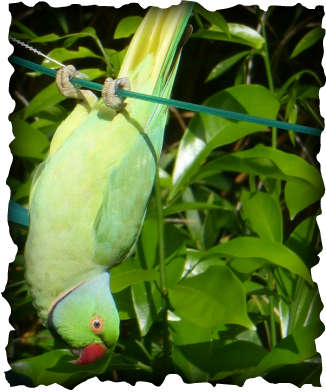 Psittacula krameri, Rose-ringed parakeet, birds, hawaii