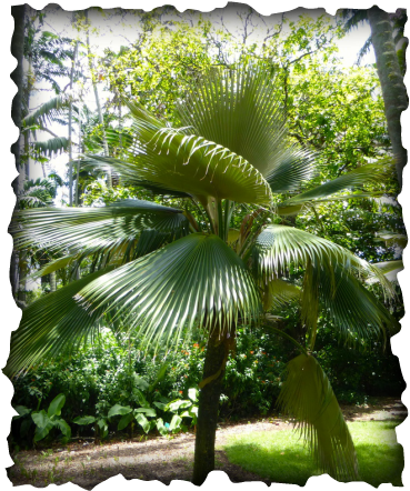 Pritchardia, loulu, palm tree, Hawaii, endemic plants, black berries, fan palm, umbrella palm, native plants, loulu hiwa