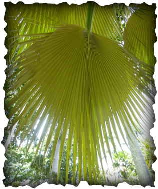 Pritchardia, loulu, palm tree, Hawaii, endemic plants, black berries, fan palm, umbrella palm, native plants, loulu hiwa