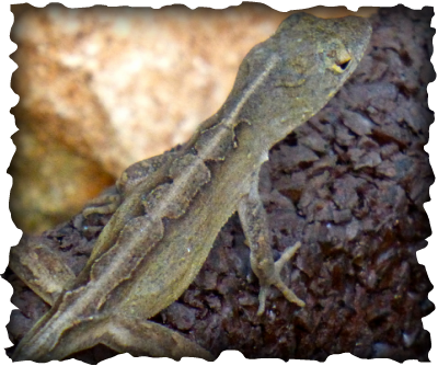 Brown Anole, Hawaii. lizard, herp, Anolis sagei, dewlap, red throat, brown lizard