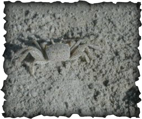 sand crab, 'ohiki, marine invertebrate, crab, Hawaii, science, ocypode, ghost crabs, Ocypode, digs holes on beach, Hawaii, crab, ghost crab, crustacean