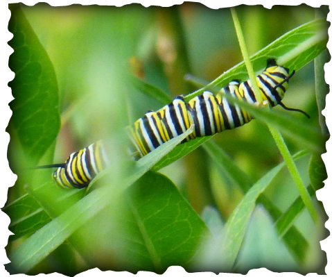 monarch, caterpillar, monarch caterpillar, hawaii, insects, tropical milkweed, Asclepias curassavica