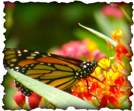 insects, invertebrates, monarch butterfly, hawaii, tropical milkweed, milkweed, Asclepias curassavica