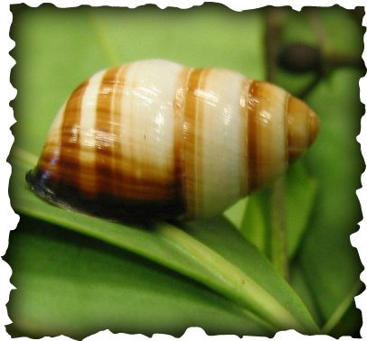 Oahu, tree snail, Achatinella bulimoides, invertebrate, gastropod, snail