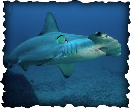 Scalloped Hammerhead, shark, mano, Hawaii, Sphyrna lewini, fish