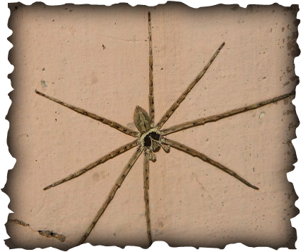 Arachnids, Hawaii, Cane spider, banana spider, Heteropoda ventoria, big brown spider, long legged spider