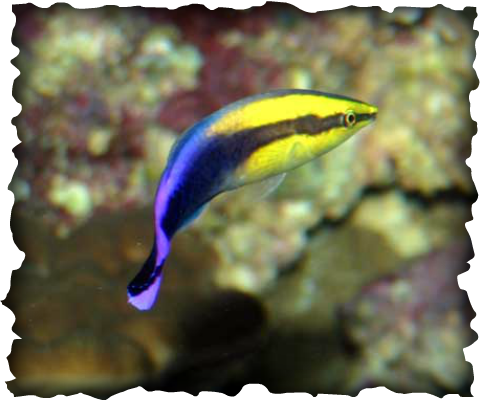 Hawaiian Cleaner Wrasse, Labroides phthirophagus, fish, Hawaii, marine animals, wrasse
