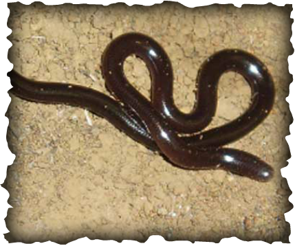 Ramphotyphlops braminus, Hawaiian Blind snake, blind snake, snake, Hawaii, reptile, compost invertebrate, 