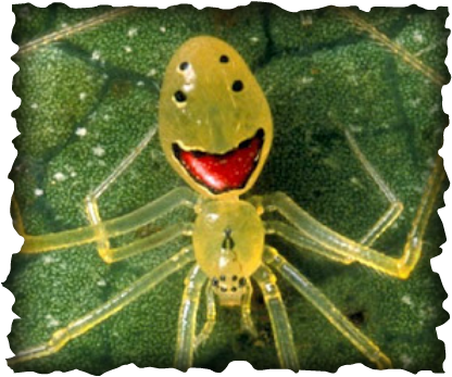 Happy face spider, arachnids, Hawaii, endemic, invertebrates, smiling spider, yellow spider, rainforests