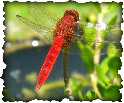 Crocothemis servilia, Scarlet Skimmer, crimson darter, dragonfly, red dragonfly, Hawaii