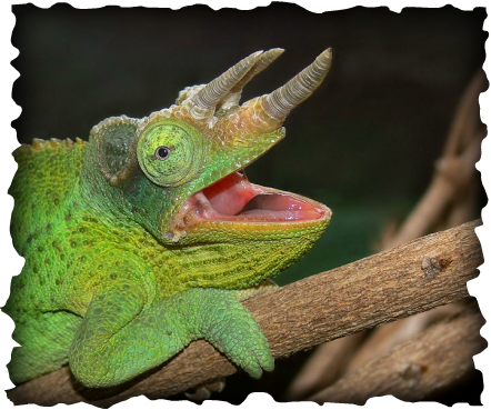 Jackson's chameleon, Chamaeleo jacksonii xantholophus, reptile, hawaii, three horns, horned chameleon, exotic species, tree snail, predation
