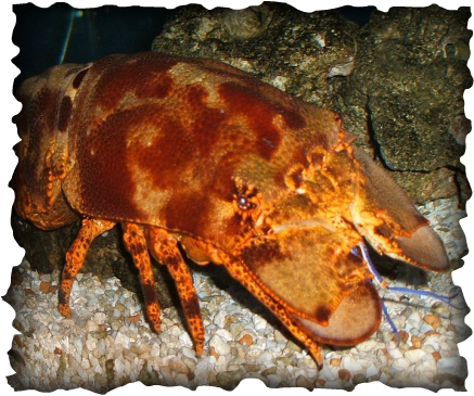 Slipper lobsters, Hawaii, Hawaiian, marine invertebrates, crustaceans, lobster regulations