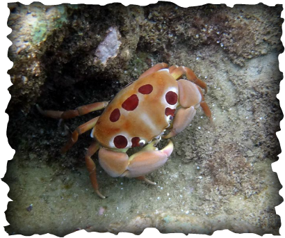 'alakuma, seven eleven crab, 7-11 crab, Hawaii, marine invertebrate, crab with red spots, crustaceans