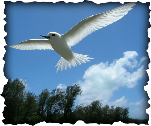 white tern, Manu-o-Ku, fairy tern, Hokule'a, navigation, voyaging canoe, birds, sea birds, Hawaii