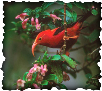 'I'iwi, Hawaii, honeycreeper, red and black bird, curved bill, culex mosquito, red bill, Vestiaria coccinea, native birds, endemic bird, nectar feeder