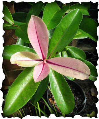 kolea, Myrsine lessertiana, colicwood, native plants Hawaii, endemic plant, shrub, pink liko, pink leaf buds