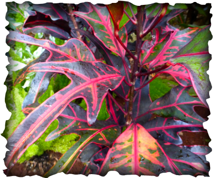 croton, false croton, garden croton, spurge, Hawaii, landscape, Codiaeum varigatum, milky sap, colorful leaves, varigated leaves, akoko
