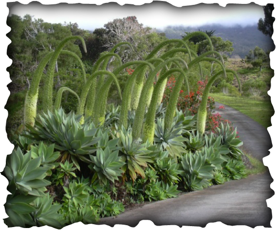 agave attenuata, swan's neck agave, dragon tree agave, spineless century plant, curved flower spike, blue green leaves, succulent, Hawaii, landscape, xeriscape