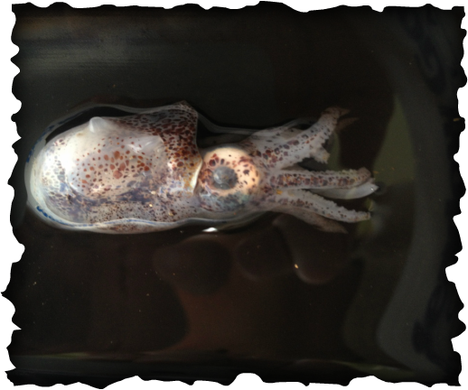 Hawaiian bobtail squid, Euprymna scolopes, Sepiolidae, shallow waters, endemic, native, light organ, cloak of invisibility, nocturnal, Vibrio fischeri, squid