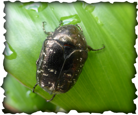 oriental flower beetle, scarab beetle, flower chafer, Proteatia orientalis, Hawaii, Guam, coconut rhinoceros beetle, Oryctes rhinoceros, pollen, nectar, sap, fruit