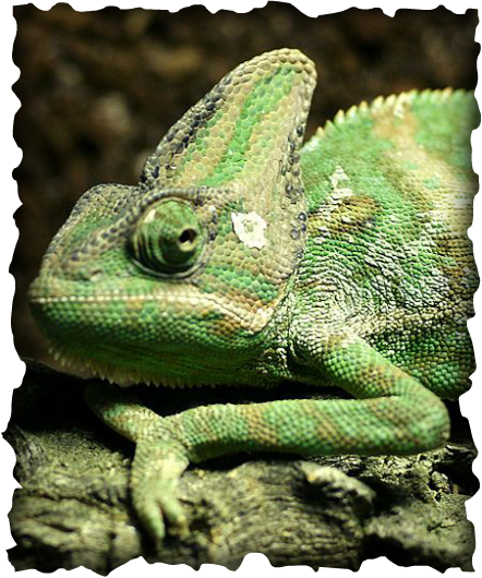 veiled chameleon, Chamaeleo calyptratus, invasive species, Hawaii, lizard, Maui, prehensile tail, lays eggs, tree dwelling, arboreal, casque