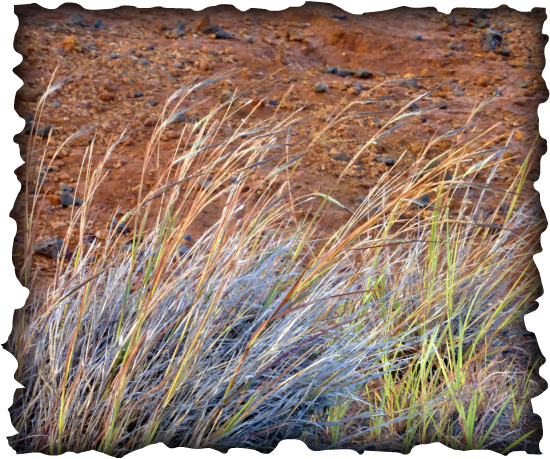 Heteropogon contortus, pili grass, Hawaii, Kahoʻolawe, restoration, xeriscape, awn, thatch, hale