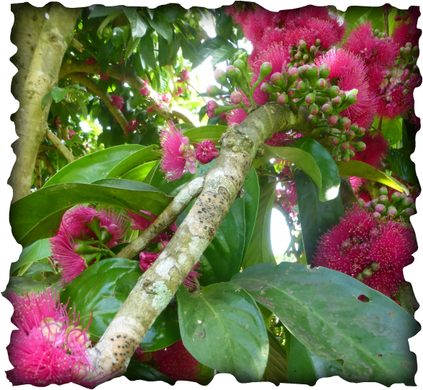 ōhiʻa ʻai, mountain apple, Syzygium malaccense, pink carpet, trails, Hawaii, red fruit, pear-shaped, canoe plant,  pink pom-pom flower, fruit, dye