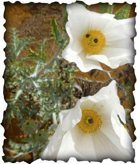 pua kala, native, endemic, plants, Hawaiian poppy, prickly poppy, Mexican poppy, yellow flowers, white flowers, white with yellow flower, xeriscape