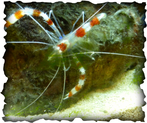Coral banded shrimp, Banded Coral shrimp, Barber pole shrimp, decopods, Hawaii, tidepools, cleaner shrimps,  red and white, striped,  Stenopus hispidus