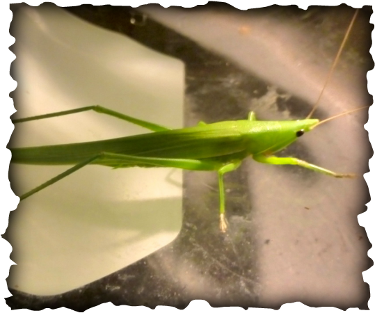 katydid, Hawaii, coneheaded, Euconocephalus nasutus, Elimaea punctifera, difference between katydids and grasshoppers, nocturnal, ovipositer, green, long legs, nymph, incomplete metamorphosis