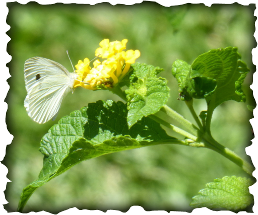 white butterfly, Hawaii, cabbage white, little white, Pieris rapae, cruciferous vegetables, insects, egg, holes in leaves, green caterpillar, dot on wing, agricultural pest
