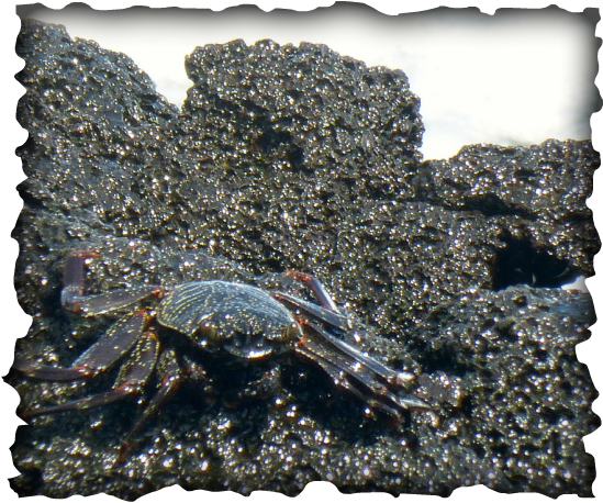 'a 'ama crab, rock crab, black crab. natal lightfoot crab, Hawaii, Grapsus  tenuicrustatus, ahele, moult, molt, algae, decapod, carapace