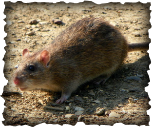 Polynesian rat, Pacific rat, Asian rat, Norwegian rat, Black rat, tree rat, roof rat, Rattus exulans, Rattus norvegicus, Rattus rattus, Hawaii, invasive species, rat tails