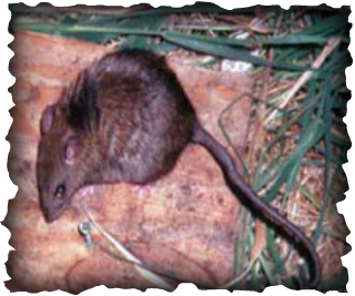 Polynesian rat, Pacific rat, Asian rat, Norwegian rat, Black rat, tree rat, roof rat, Rattus exulans, Rattus norvegicus, Rattus rattus, Hawaii, invasive species, rait tails