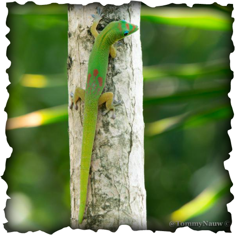 gold dust day gecko, Phelsuma laticauda, green lizard, green gecko, red spot, blue eye, reptiles, Hawaii, diurnal
