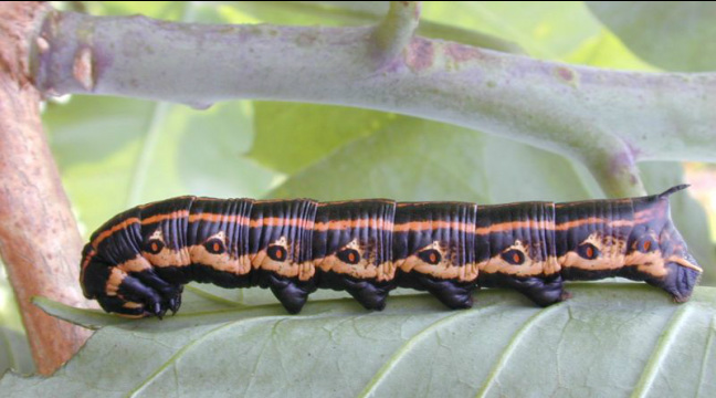 sweet potato hornworm,  Agrius cingulata, pink-spotted hawk moth, Hawaii, sphinx moth, pupa, sweet potato, caterpillar, horn on tail, spike, nocturnal