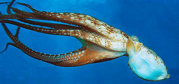 Hobotnica (Octopus cyanea) 1688714
