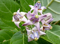 Crownflower, Caotropis gigantea, monarch, butterfly, Hawaii, nectar plant, host plant
