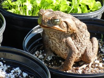 giant toad hawaii, bufo marinus, cane toad, marine toad, big toad