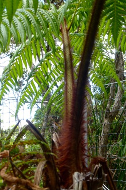 Cibotium glaucum, hapu'u pulu, tree fern, endemic, plants, native, Hawaii