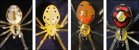 Happy face spider, arachnids, yellow spider, invertebrate, yellow spider, Theridion grallator