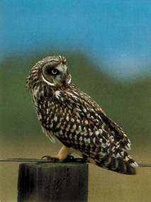owl, Hawaii, pueo, Asio flammeus sandwichensi, 'aumakua, barn owl, Tyto alba pratincola, raptor, avian malaria, birds, endemic bird, diurnal owl, ground nesting bird